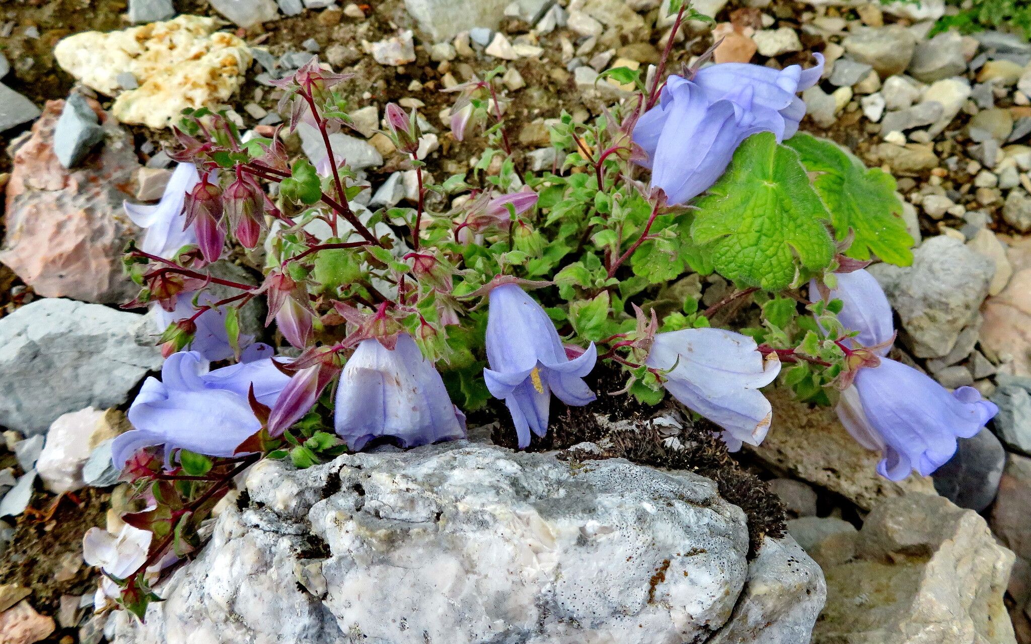 Campanula armena habit