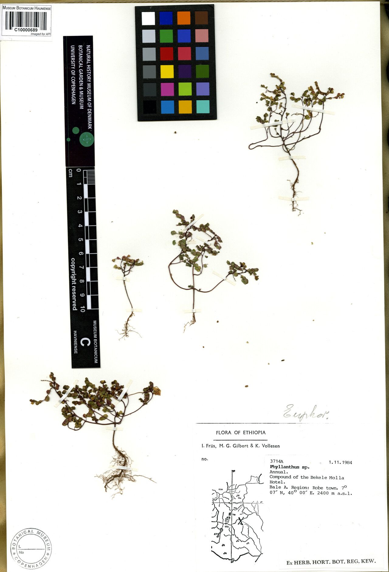 Phyllanthus oblongiglans — houseplant care guide