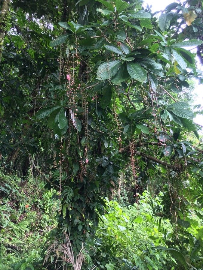 Barringtonia racemosa leaf