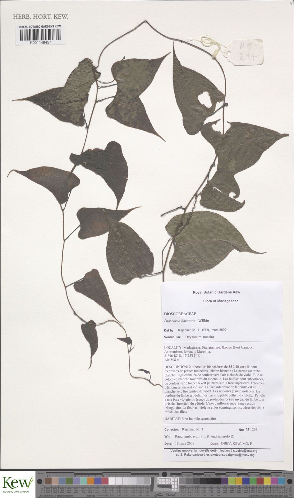 Dioscorea madecassa — houseplant care guide