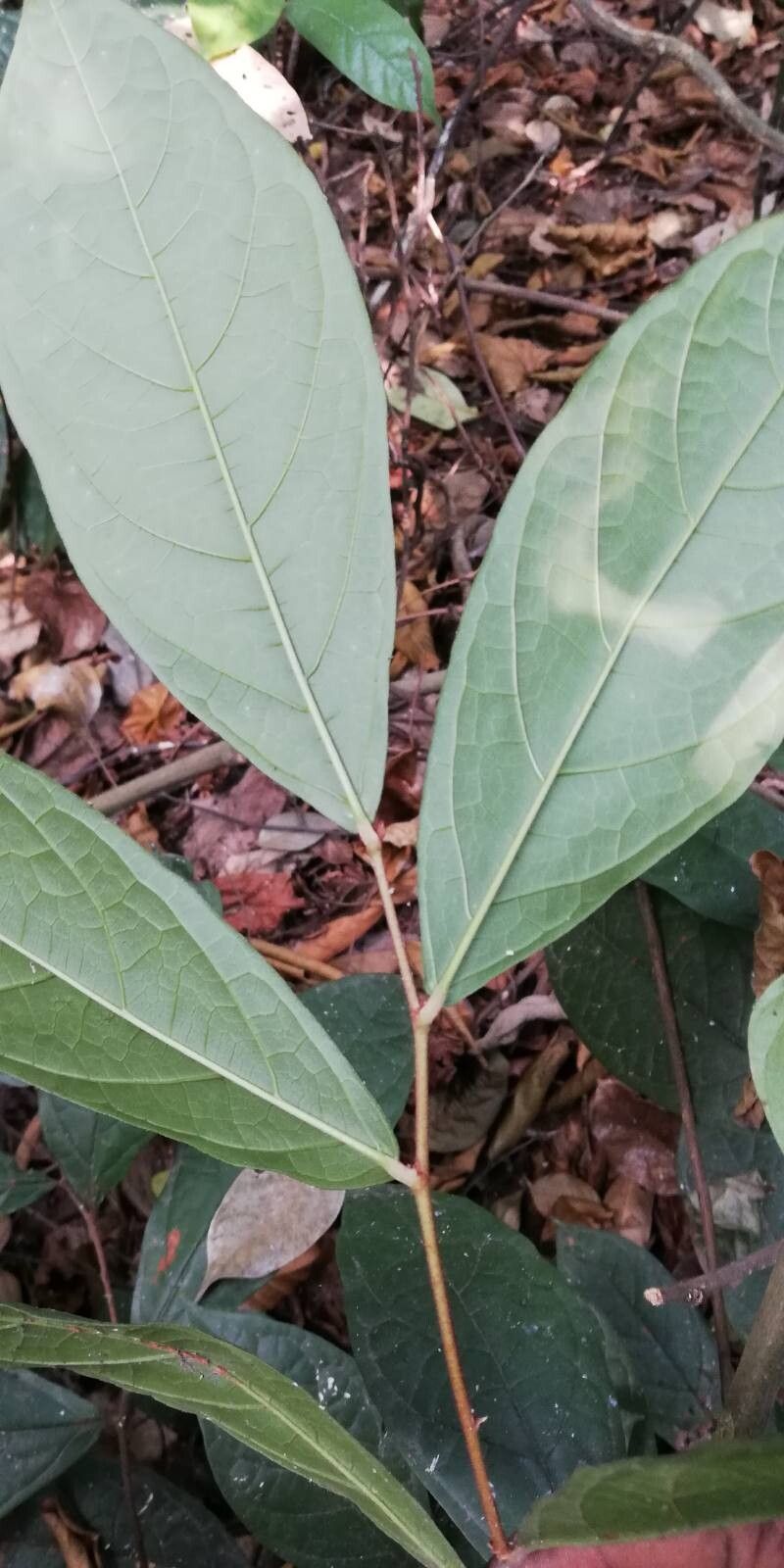 Dichapetalum librevillense leaf