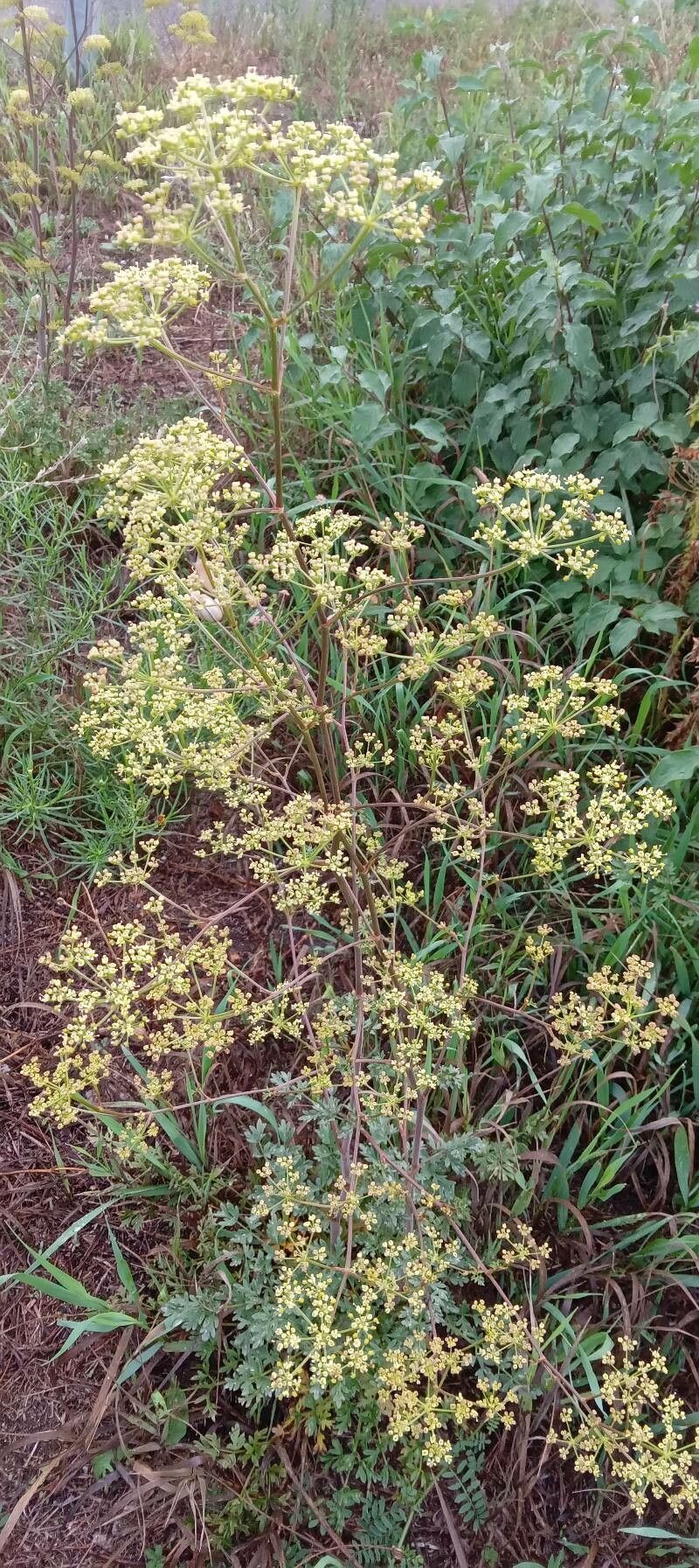 Peucedanum alsaticum habit