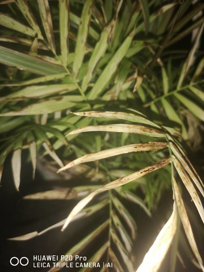 Catabrosa aquatica leaf