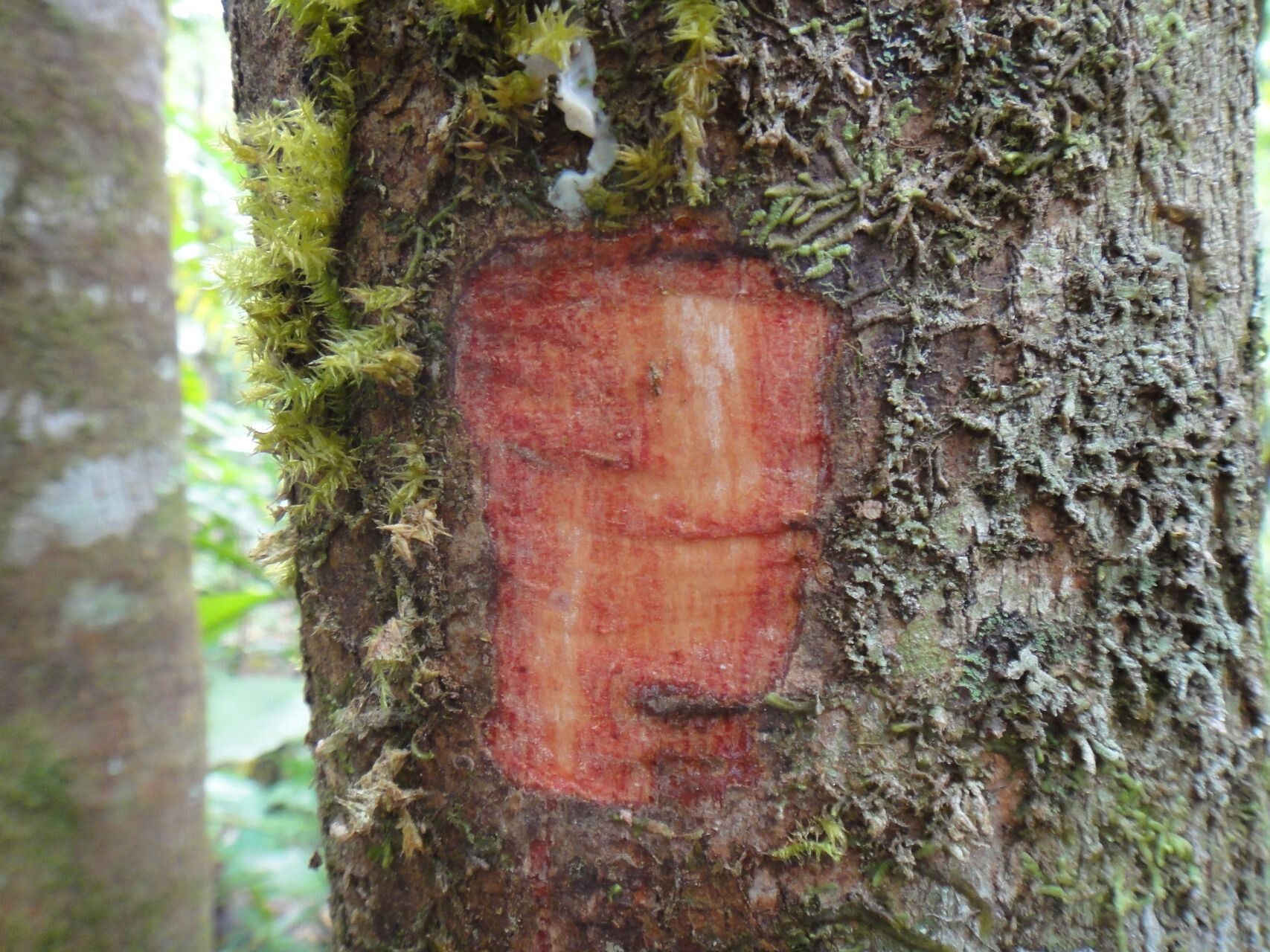 Cupaniopsis petiolulata bark