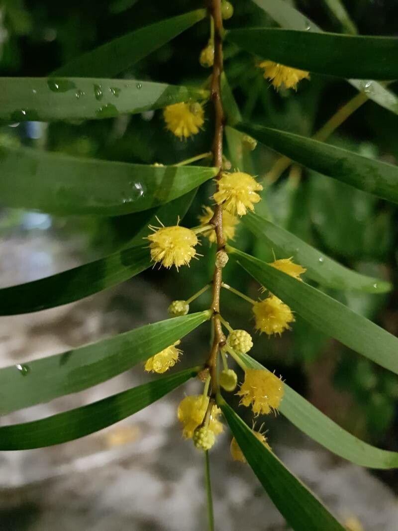 Acacia confusa flower