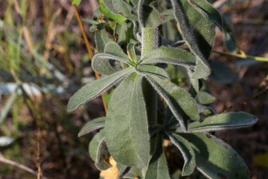 Silene exaltata leaf