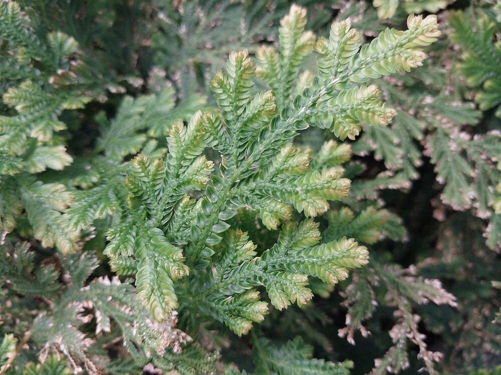 Selaginella eublepharis leaf
