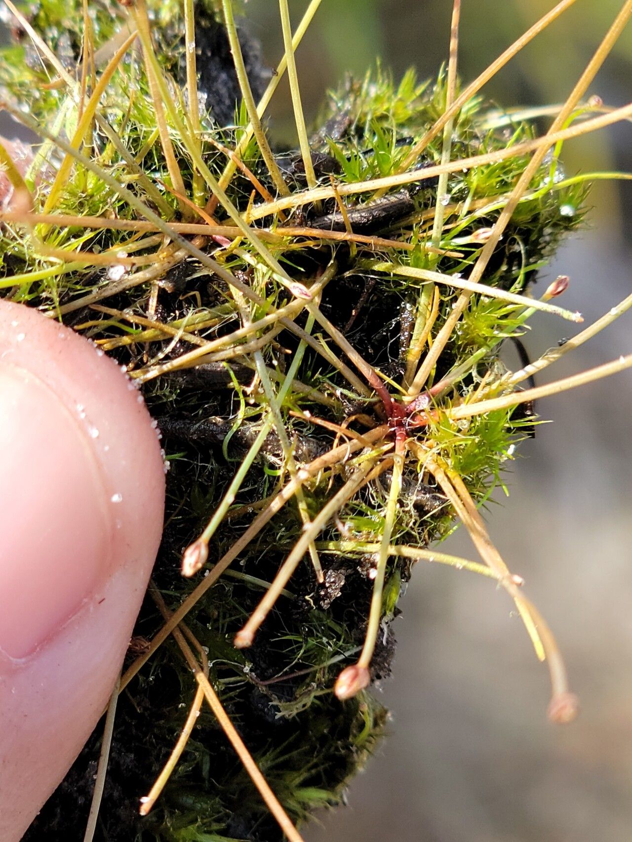 Eleocharis nigrescens habit