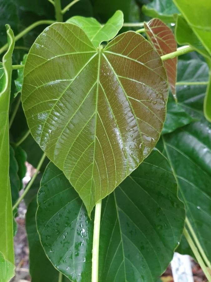 Reutealis trisperma — search result for 'Philippines'