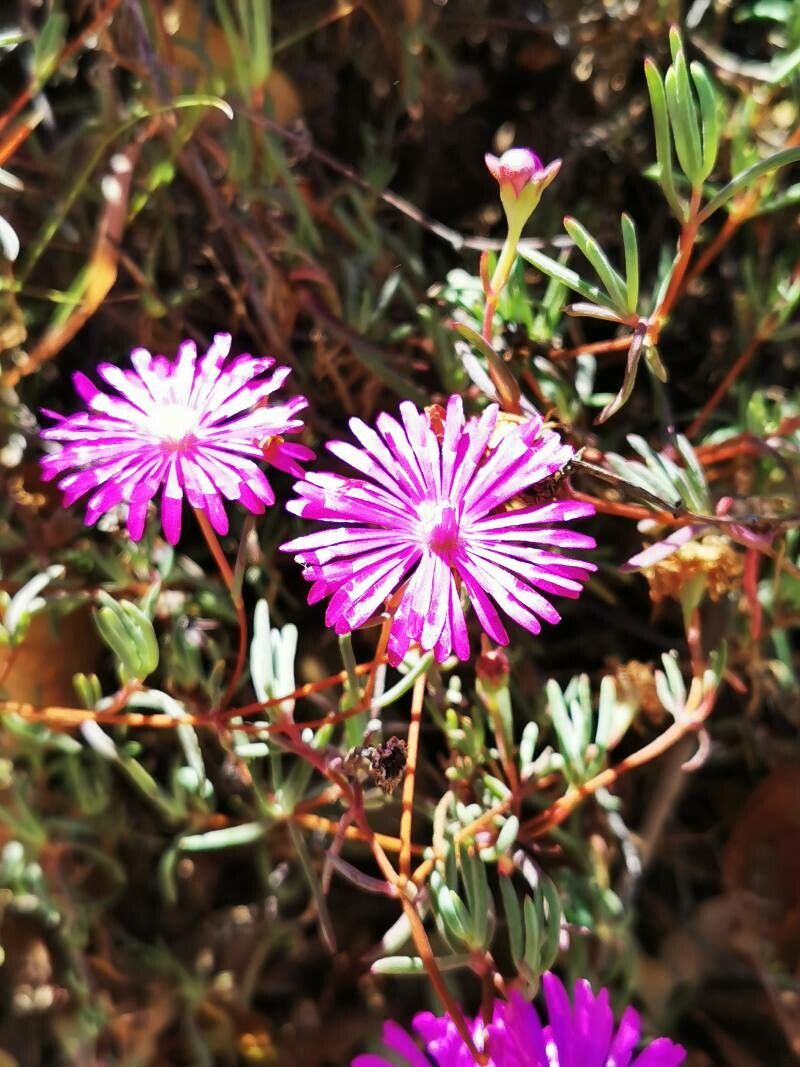 Lampranthus zeyheri — houseplant care guide