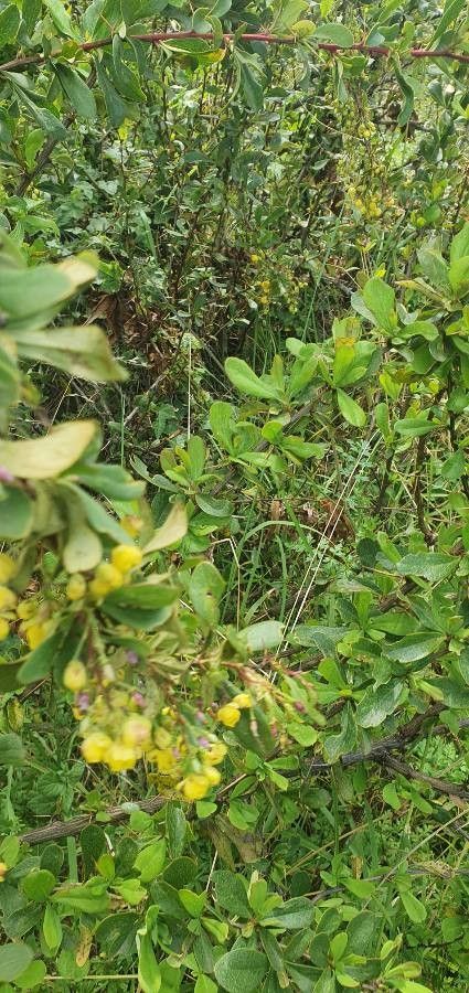 Berberis holstii — search result for 'Oman'