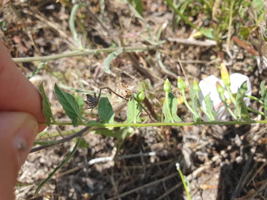 Calystegia macrostegia — search result for 'Convolvulaceae'