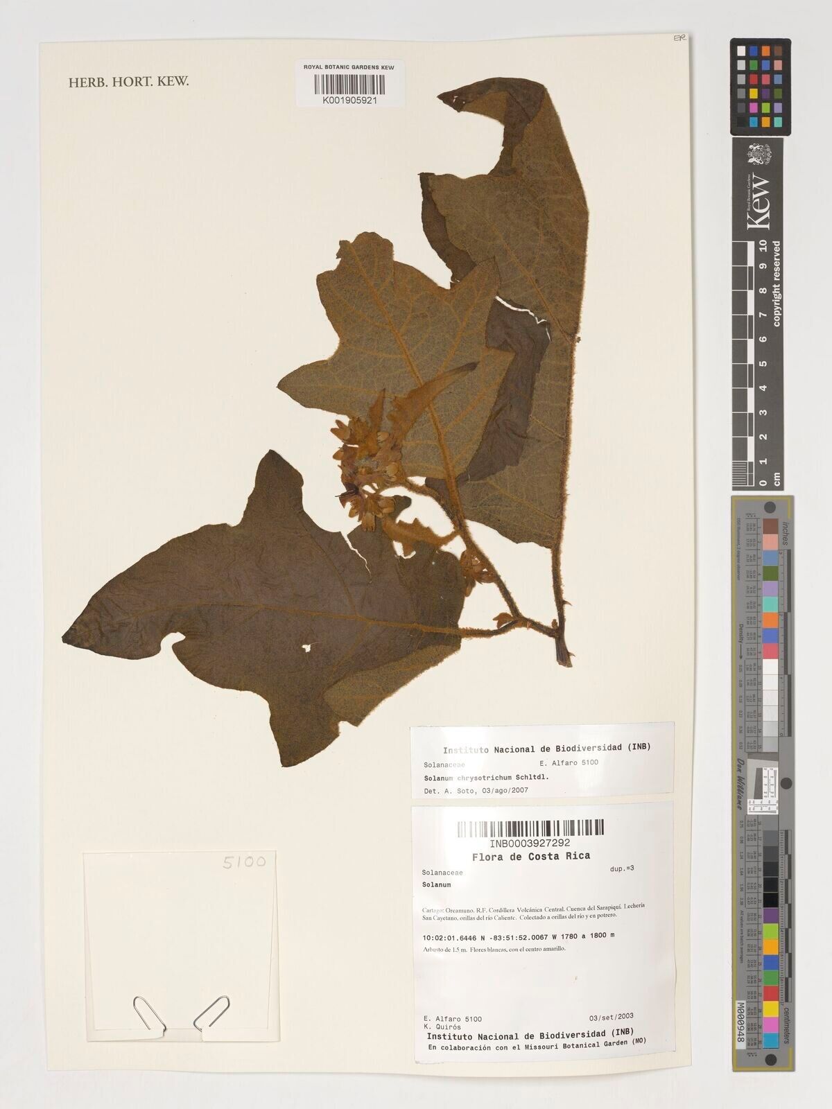 Solanum aureitomentosum — houseplant care guide