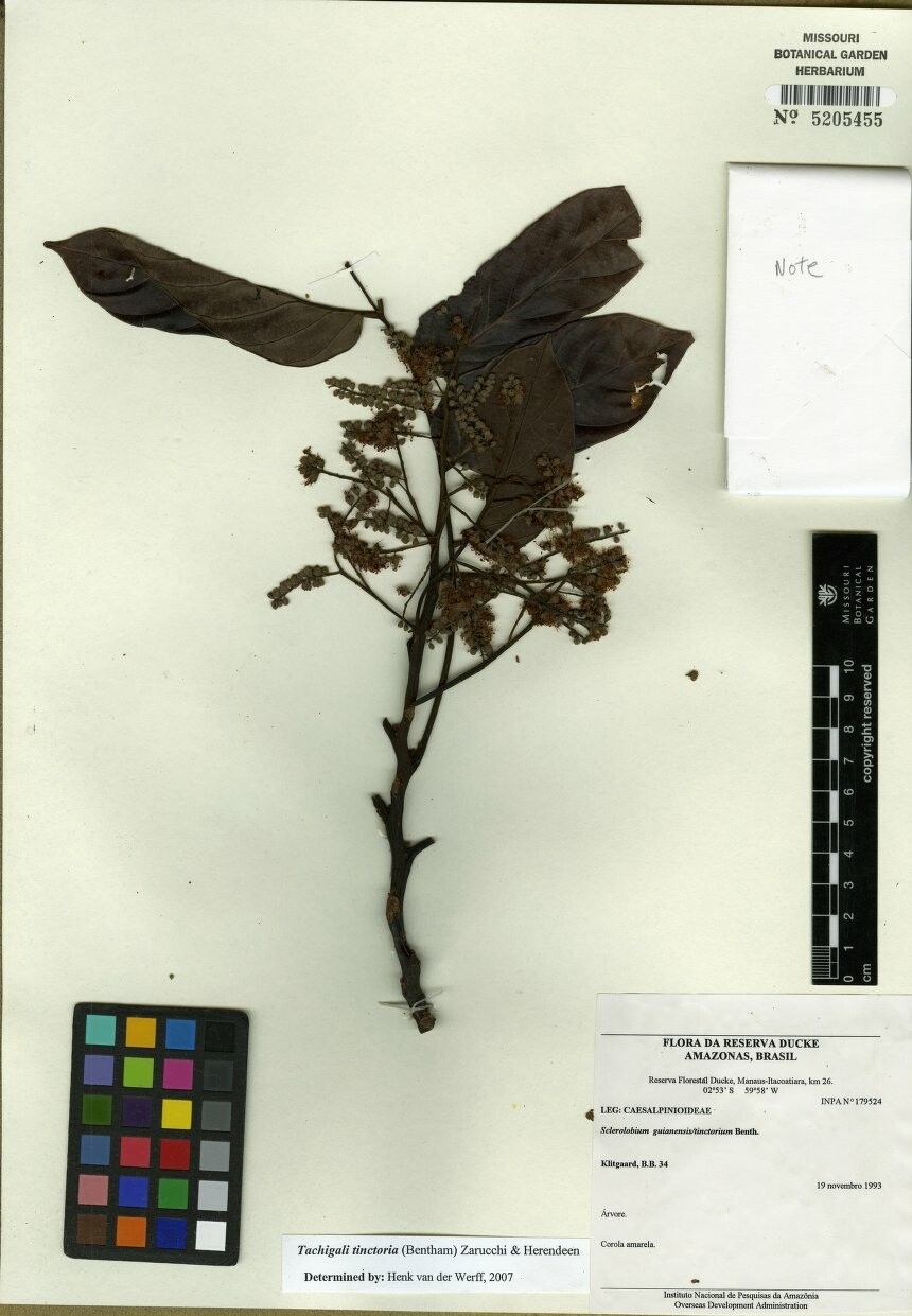 Tachigali tinctoria — houseplant care guide