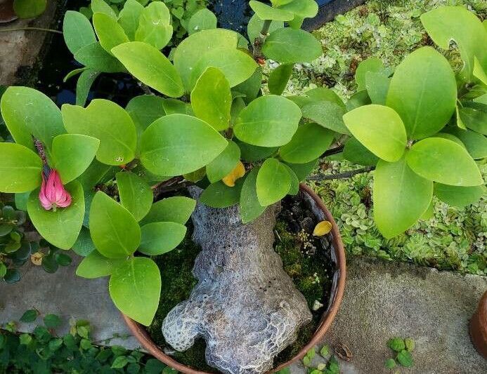 Hydnophytum moseleyanum habit
