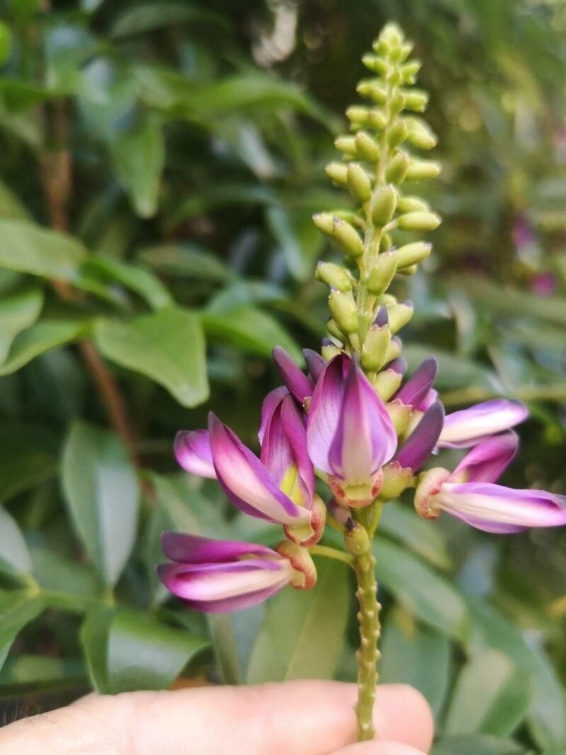 Callerya reticulata flower