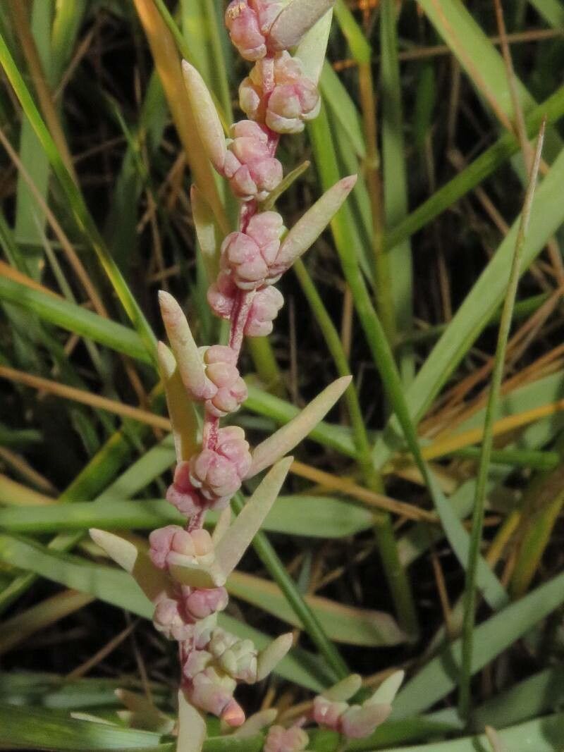 Suaeda maritima flower