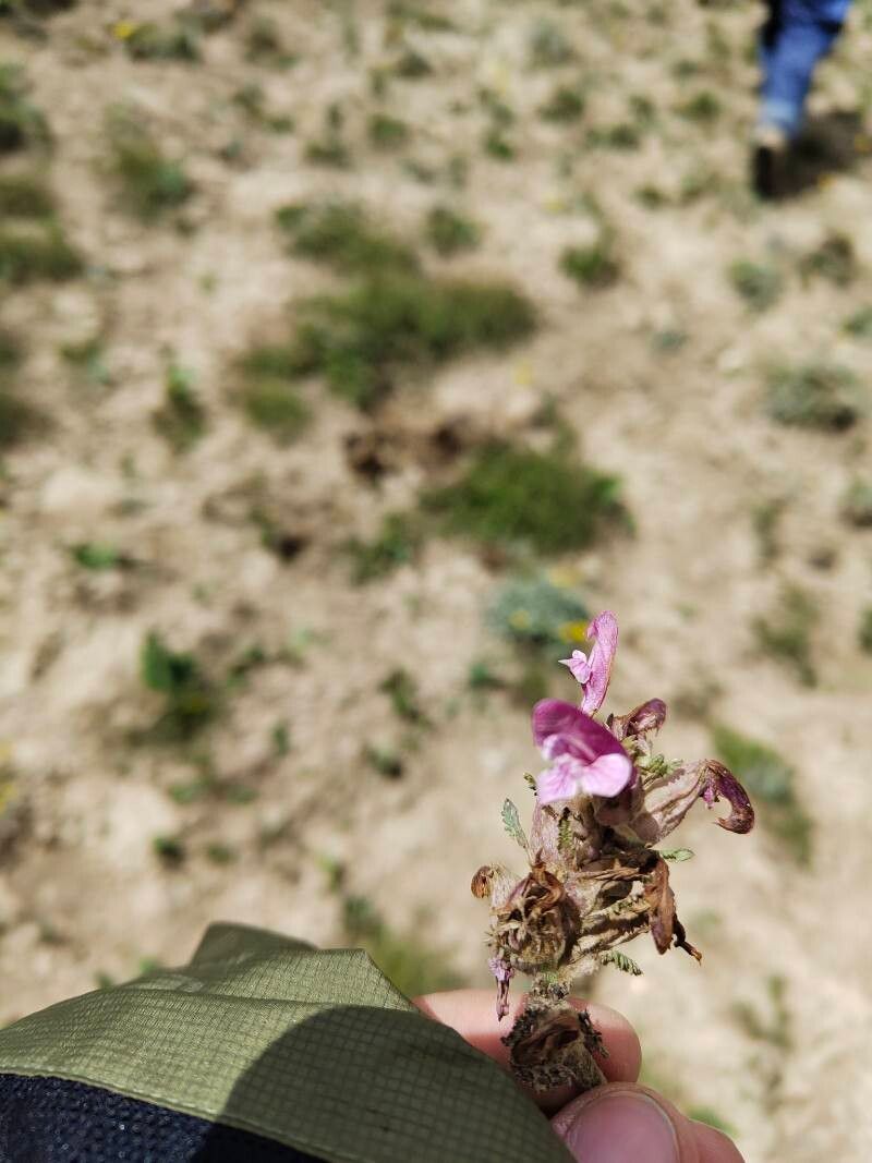 Pedicularis olgae flower