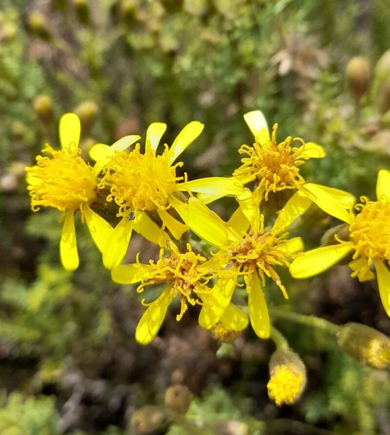Senecio friesii flower