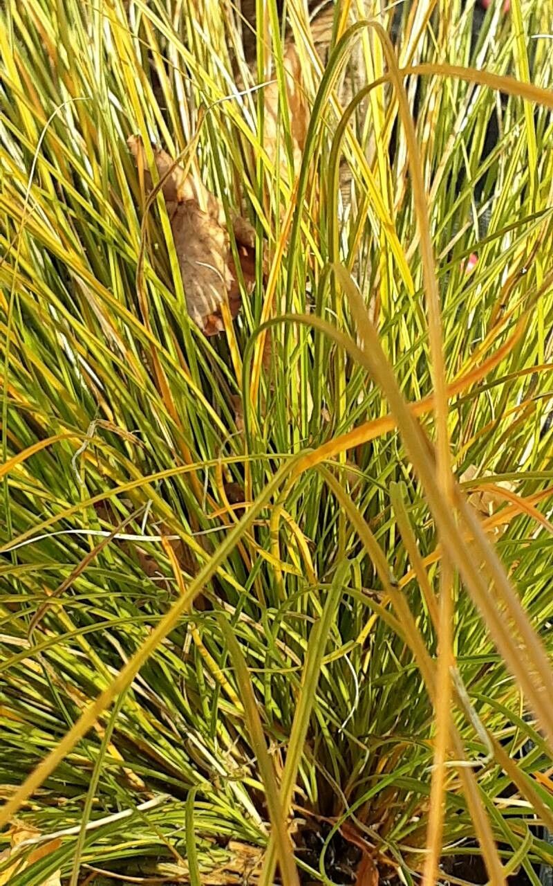 Carex tomentosa — houseplant care guide