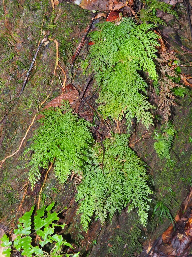 Vandenboschia maxima habit