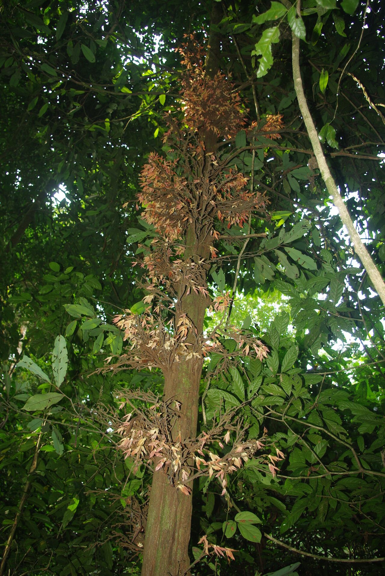 Piptostigma multinervium habit