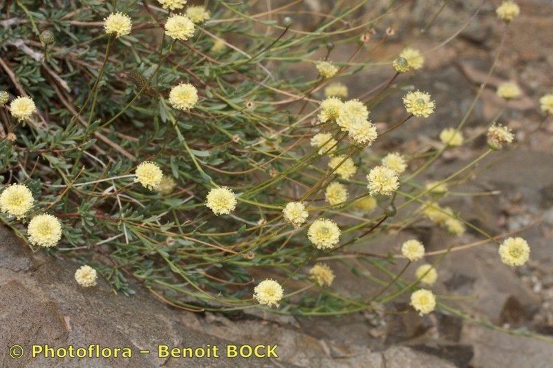 Globularia nainii habit