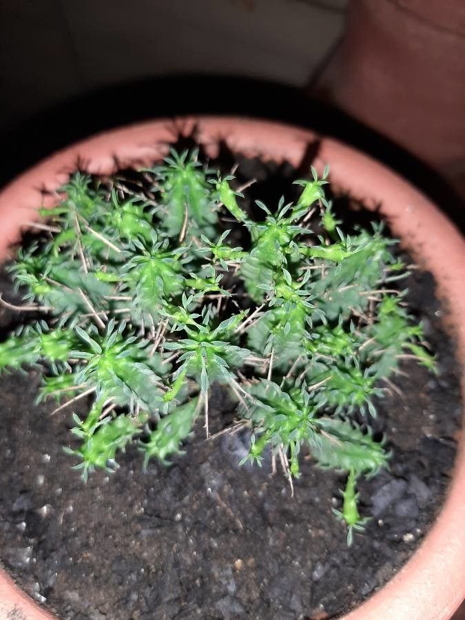 Euphorbia pulvinata bark