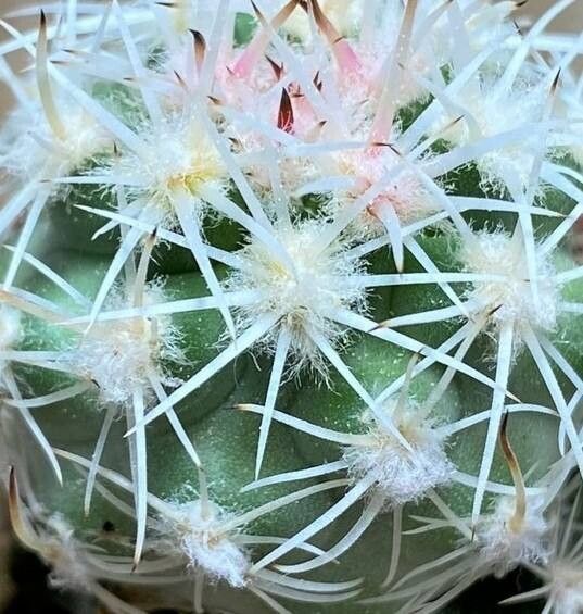 Sclerocactus wetlandicus leaf