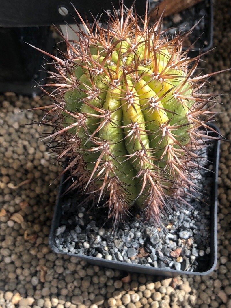 Coleocephalocereus goebelianus — related species from the same genus