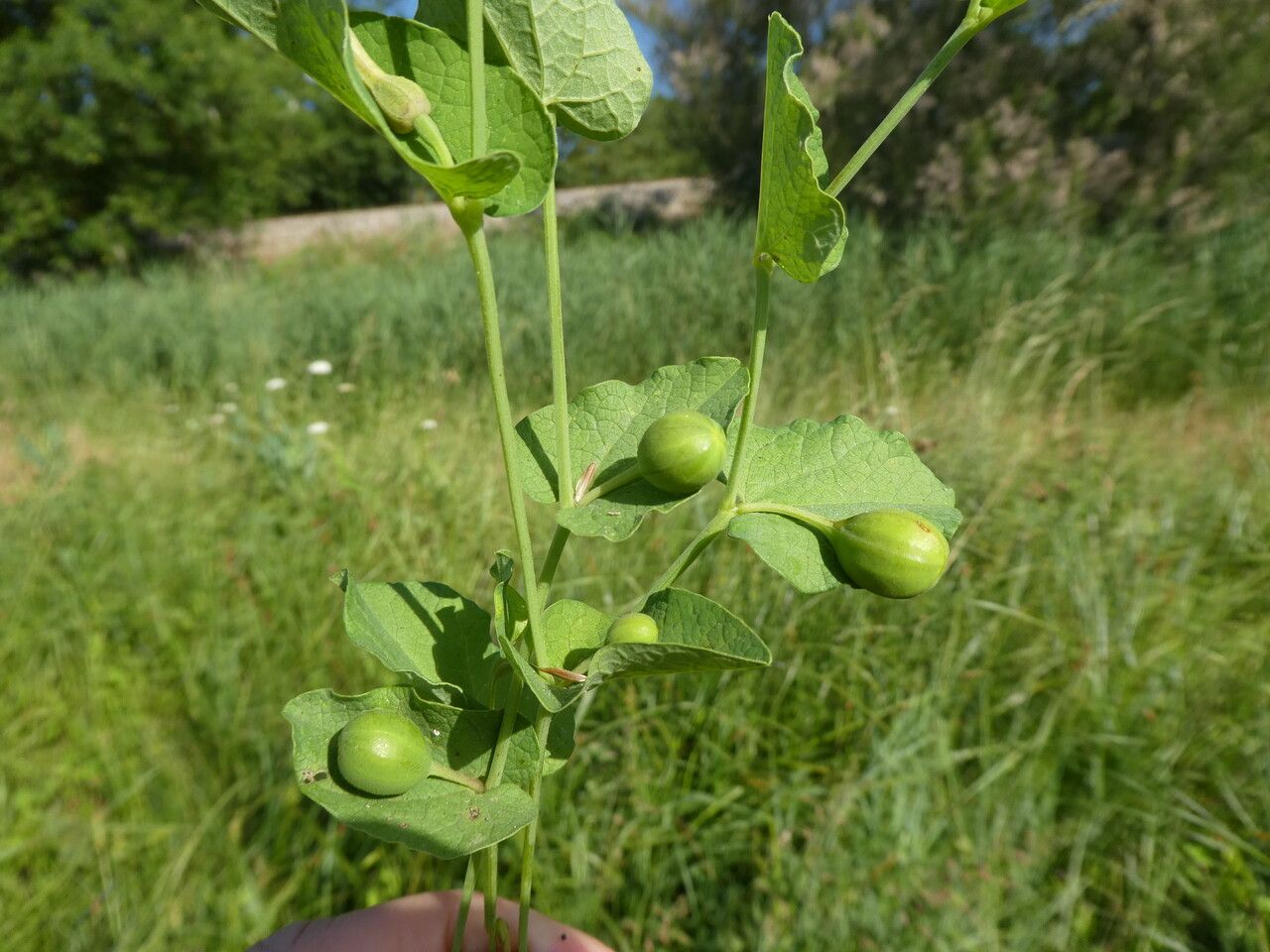 Aristolochia rotunda fruit