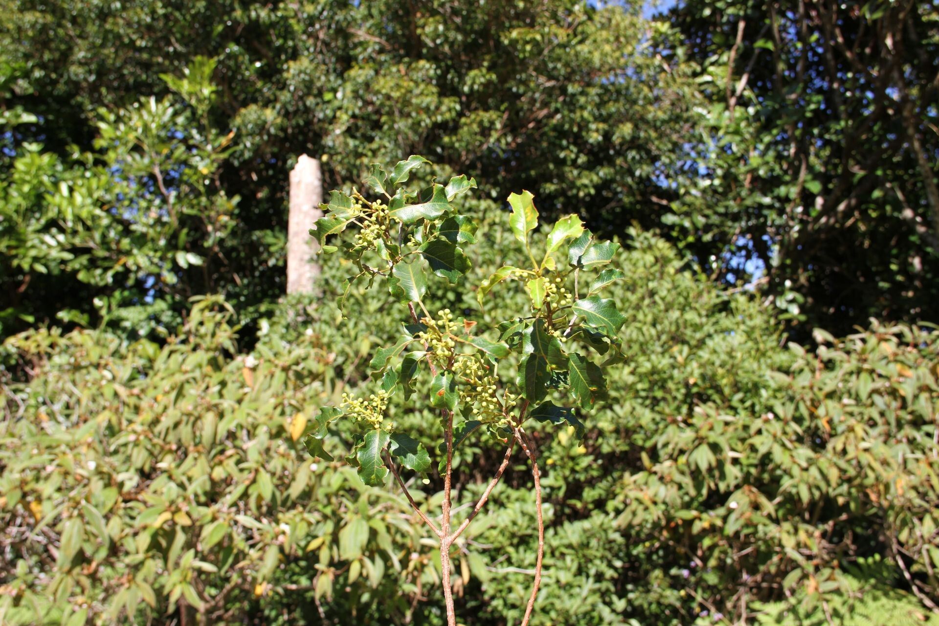 Elaeocarpus toninensis habit