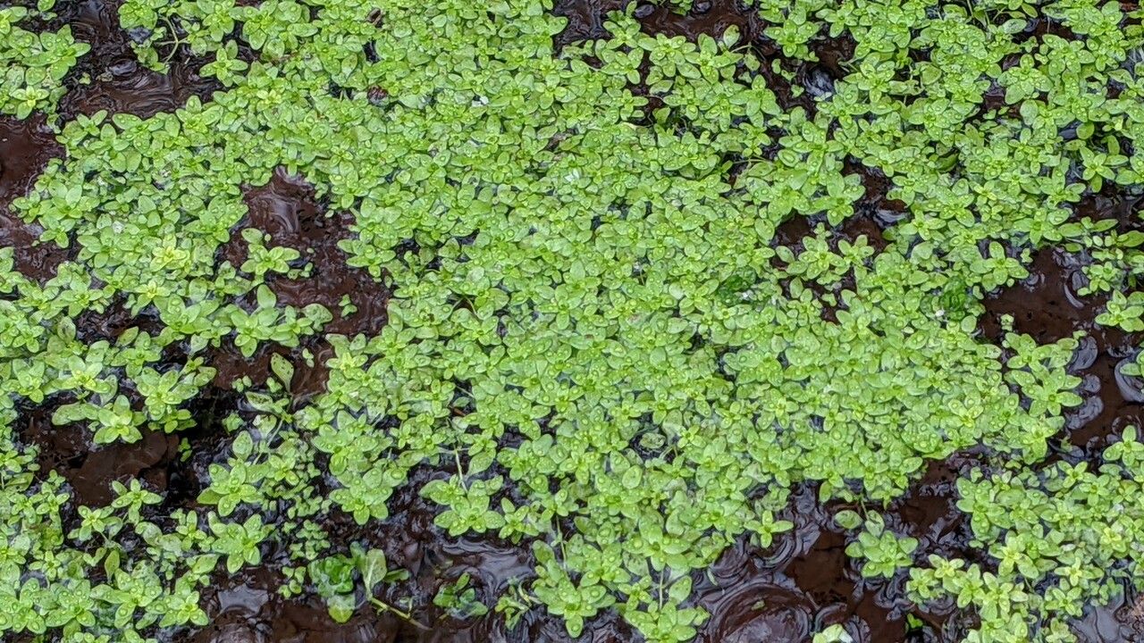 Callitriche palustris