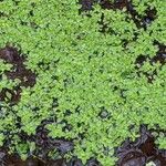 Callitriche palustris