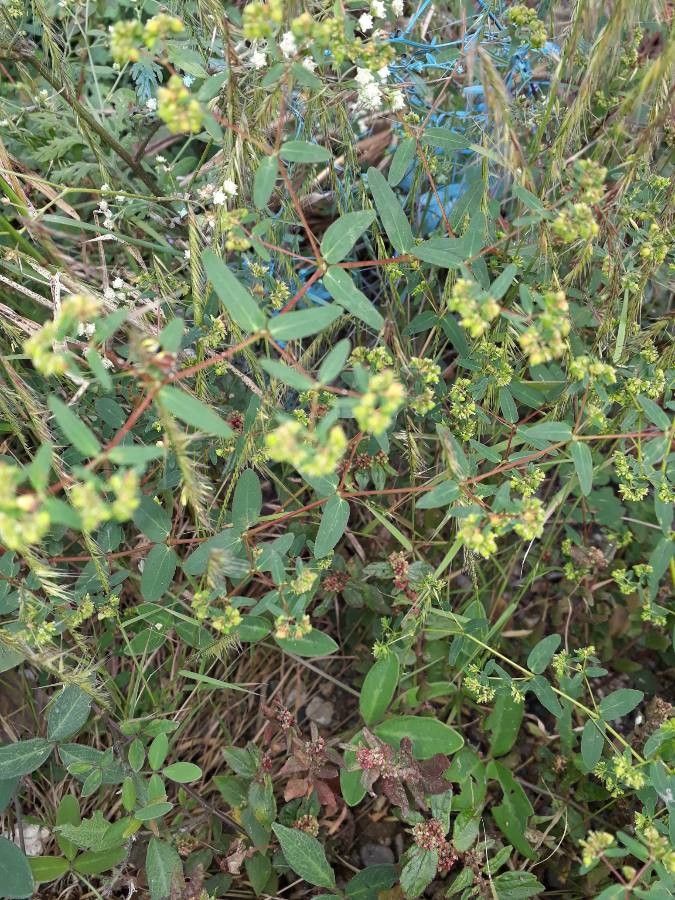 Euphorbia hyssopifolia leaf