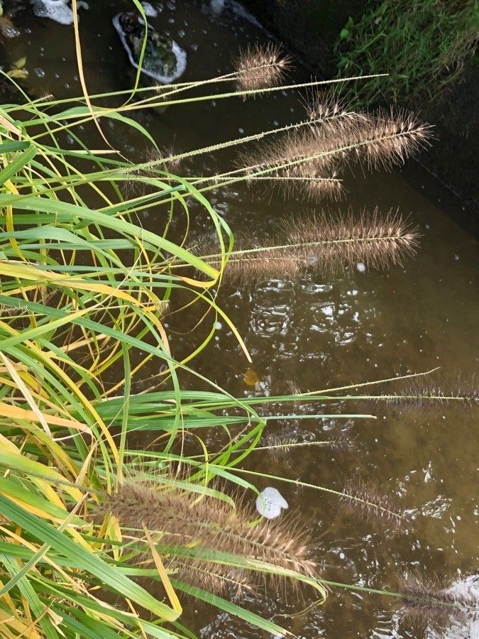 Pennisetum alopecuroides flower