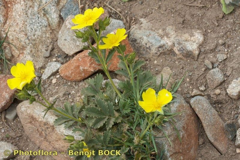 Potentilla hispanica habit