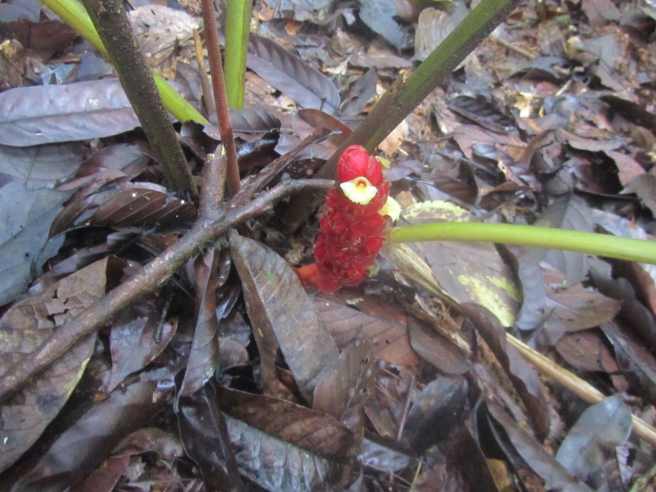 Renealmia pluriplicata flower