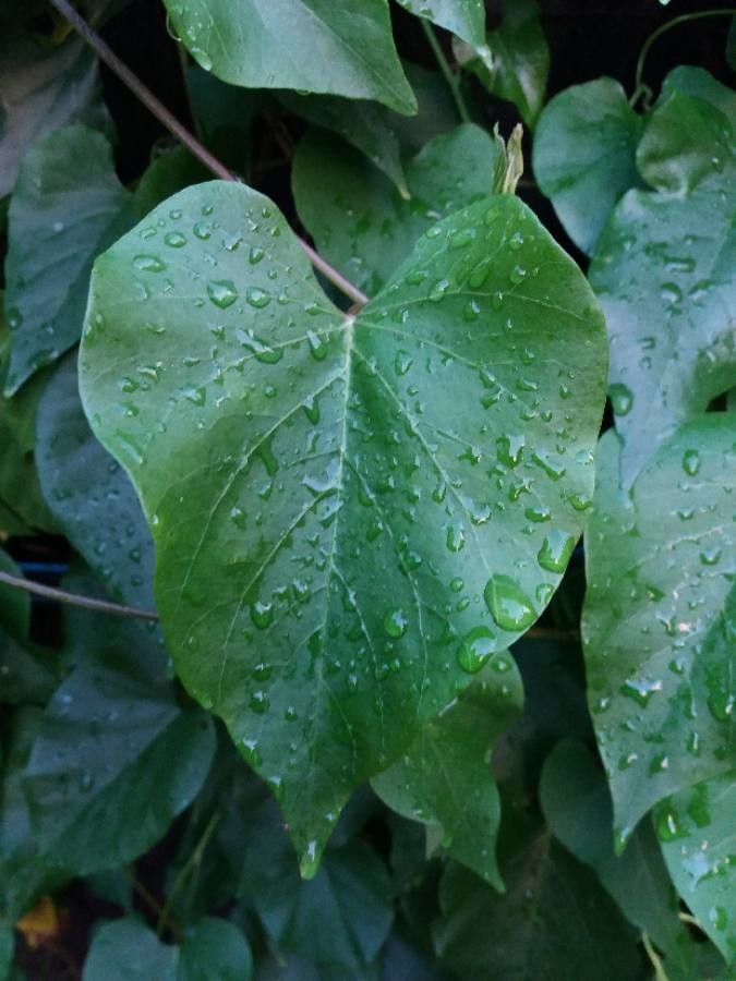 Turbina inopinata — related species from the same genus