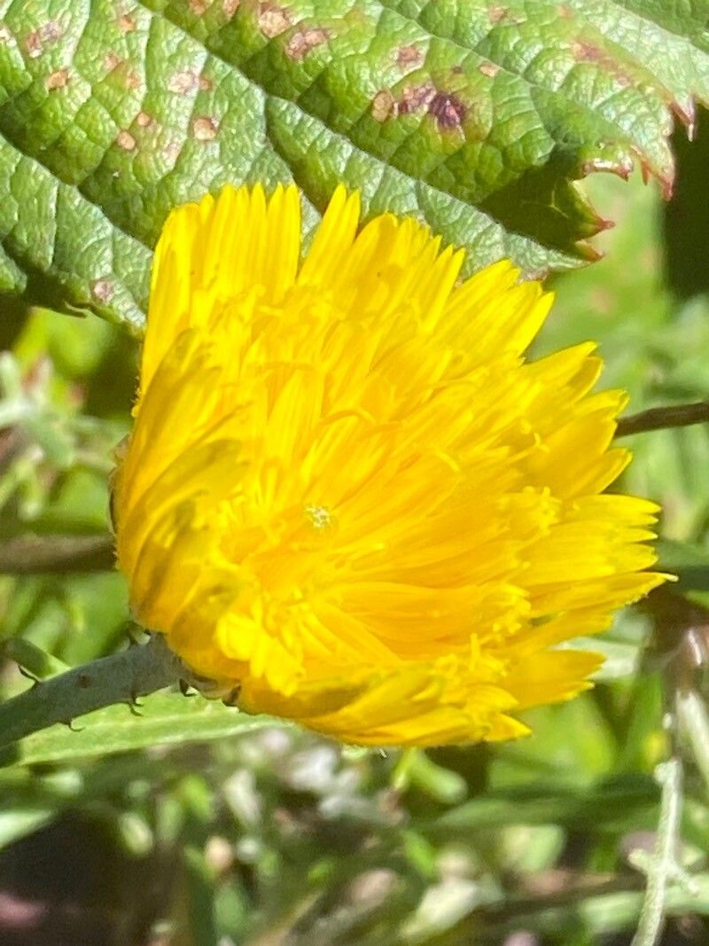 Tolpis succulenta flower