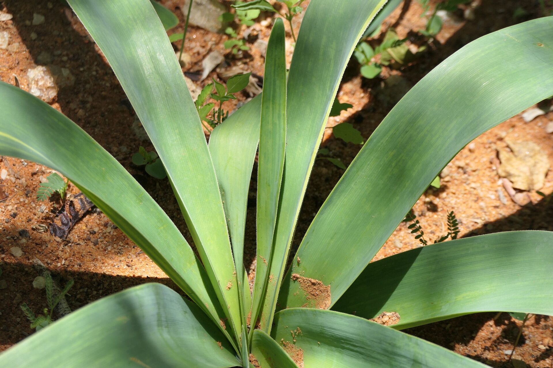 Ammocharis coranica — related species from the same genus