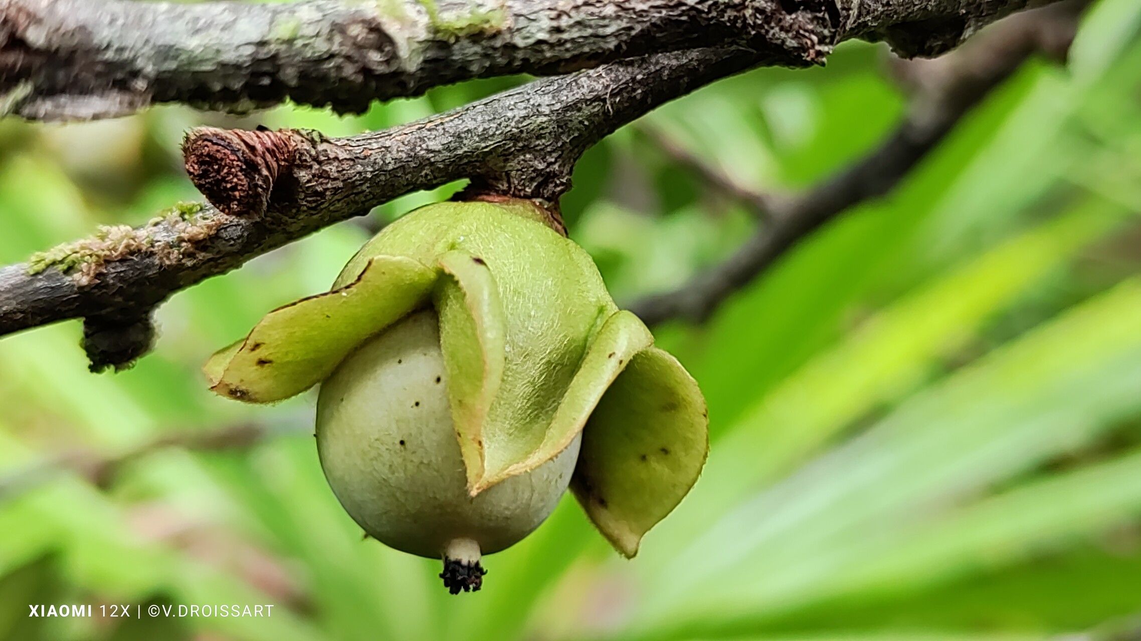 Diospyros squamosa fruit