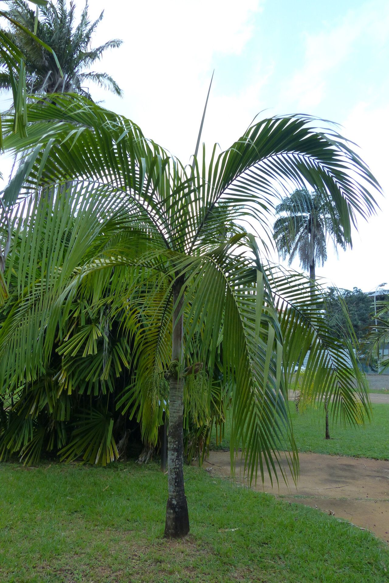 Deckenia nobilis habit