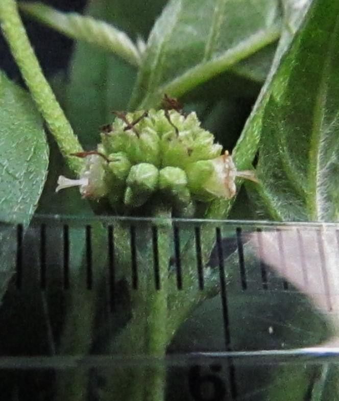 Varronia dichotoma fruit