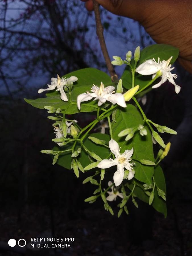 Wrightia tinctoria flower