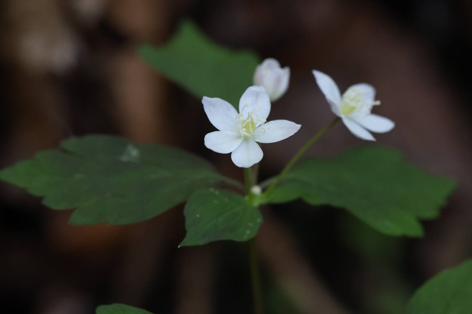 Enemion raddeanum — related species from the same genus