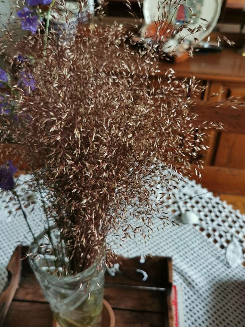 Aira elegans — related species from the same genus