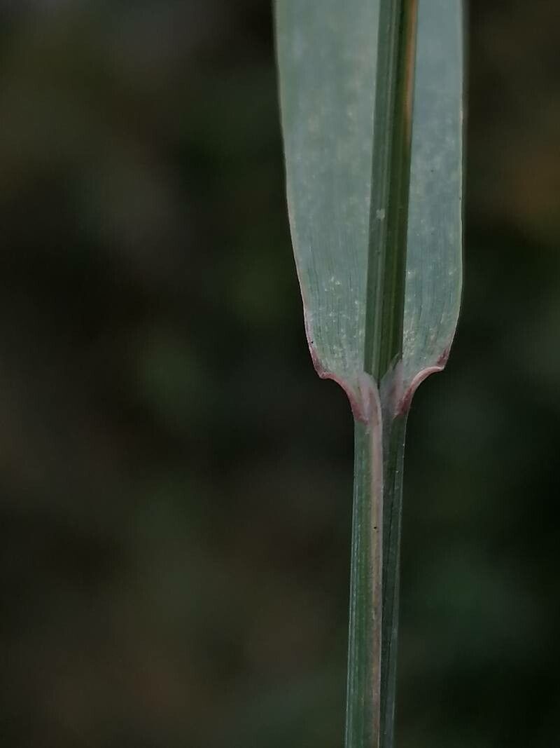 Achnatherum bromoides — related species from the same genus