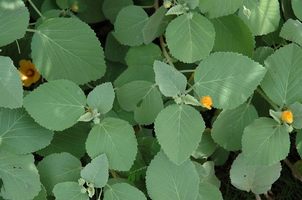 Sida fallax — search result for 'Cuba'