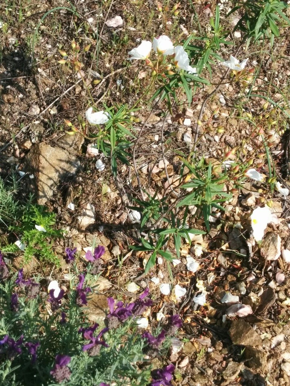 Cistus libanotis habit